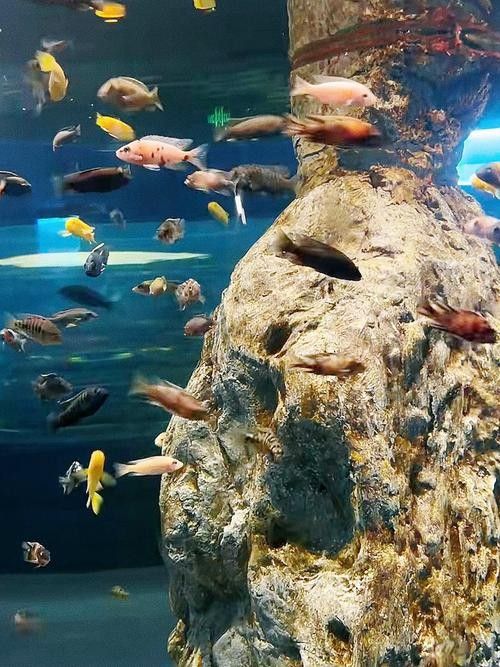 蚌山哪個水族館龍魚好？祥龍魚場龍魚（北京蚌山祥龍魚場養殖技術和優質龍魚品種受到游客青睞）