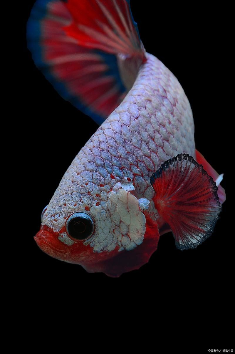 紅金龍魚手機壁紙大全圖片壁紙大全圖片壁紙大全圖片，好運魚壁紙大全圖片