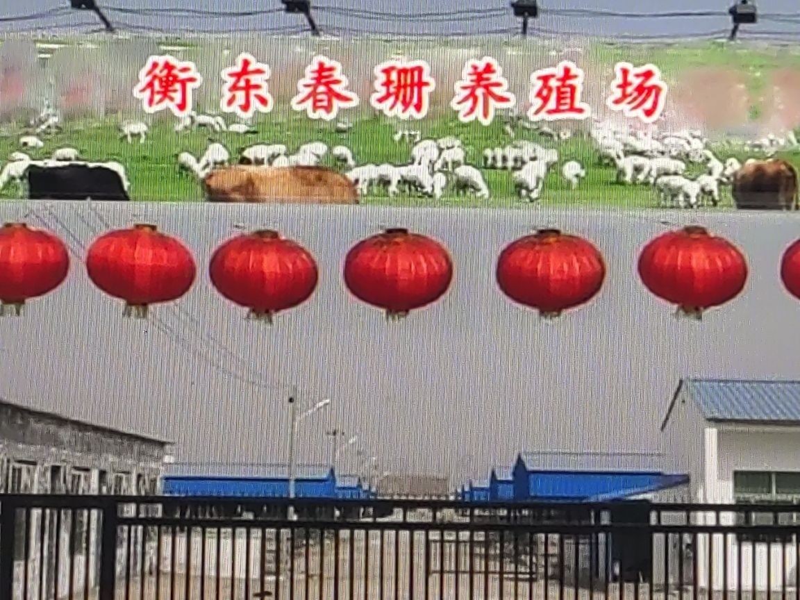 衡東龍魚（衡東龍魚養(yǎng)殖技巧:從食物到水質(zhì)全民小視頻,打造霸氣艷麗體型全民小視頻）