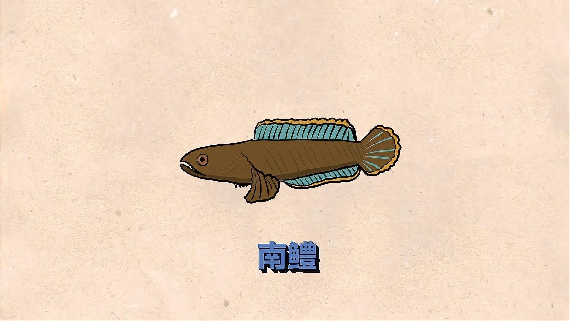 烏鱧和南鱧有什么區別？（中國四大原生鱧魚的區別是食用的禁忌老唐話生鮮）
