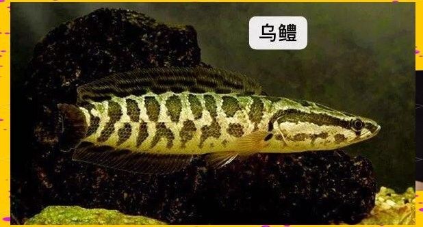 烏鱧和南鱧有什么區別？（中國四大原生鱧魚的區別是食用的禁忌老唐話生鮮）