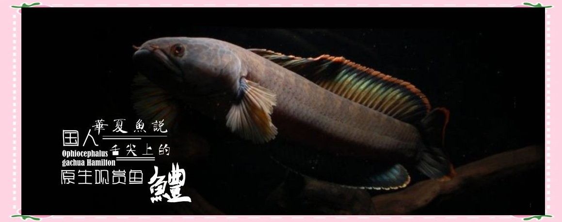 烏鱧和南鱧有什么區別？（中國四大原生鱧魚的區別是食用的禁忌老唐話生鮮）