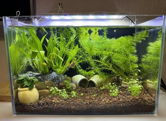 長虹水族旗艦店的龍魚缸價(jià)格如何？