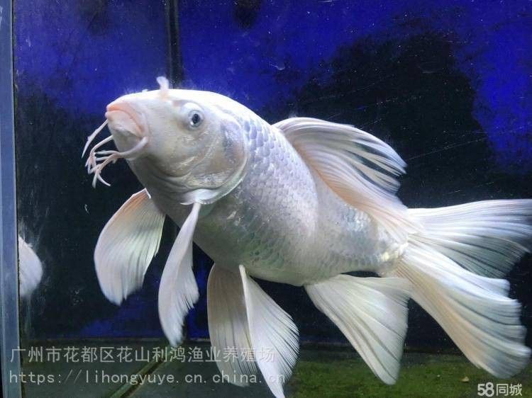 蝴蝶鯉十大品牌（蝴蝶鯉十大品牌的“蝴蝶鯉”十大品牌的“蝴蝶鯉”選購秘籍） 蝴蝶鯉十大品牌（蝴蝶鯉十大品牌的“蝴蝶鯉”十大品牌的“蝴蝶鯉”選購秘籍） 觀賞魚百科 第5張