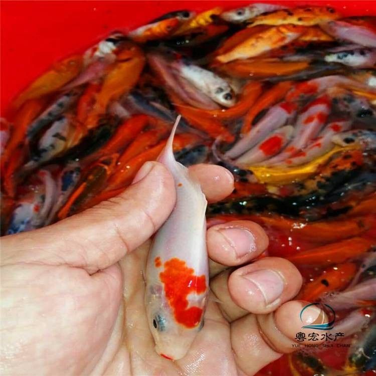 蝴蝶鯉十大品牌（蝴蝶鯉十大品牌的“蝴蝶鯉”十大品牌的“蝴蝶鯉”選購秘籍） 蝴蝶鯉十大品牌（蝴蝶鯉十大品牌的“蝴蝶鯉”十大品牌的“蝴蝶鯉”選購秘籍） 觀賞魚百科 第6張