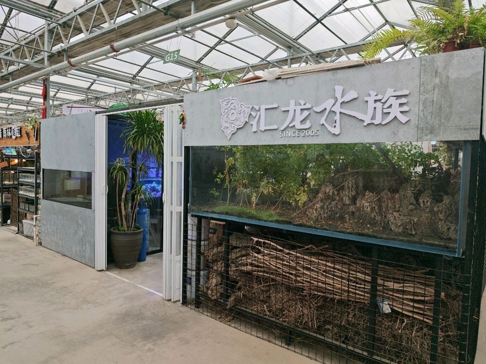 甘井子哪個水族館龍魚好？祥龍魚場龍魚（大連祥龍魚場） 甘井子哪個水族館龍魚好？祥龍魚場龍魚（大連祥龍魚場） 龍魚百科 第2張