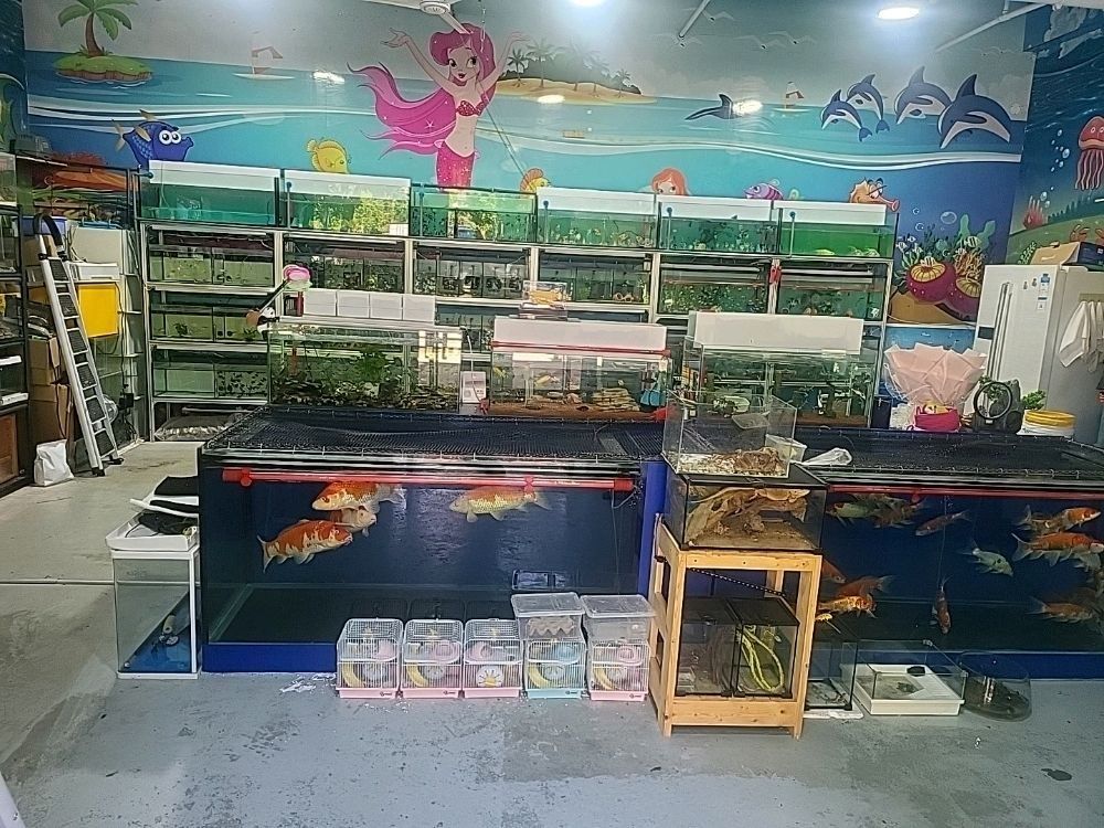 甘井子哪個水族館龍魚好？祥龍魚場龍魚（大連祥龍魚場） 甘井子哪個水族館龍魚好？祥龍魚場龍魚（大連祥龍魚場） 龍魚百科 第3張