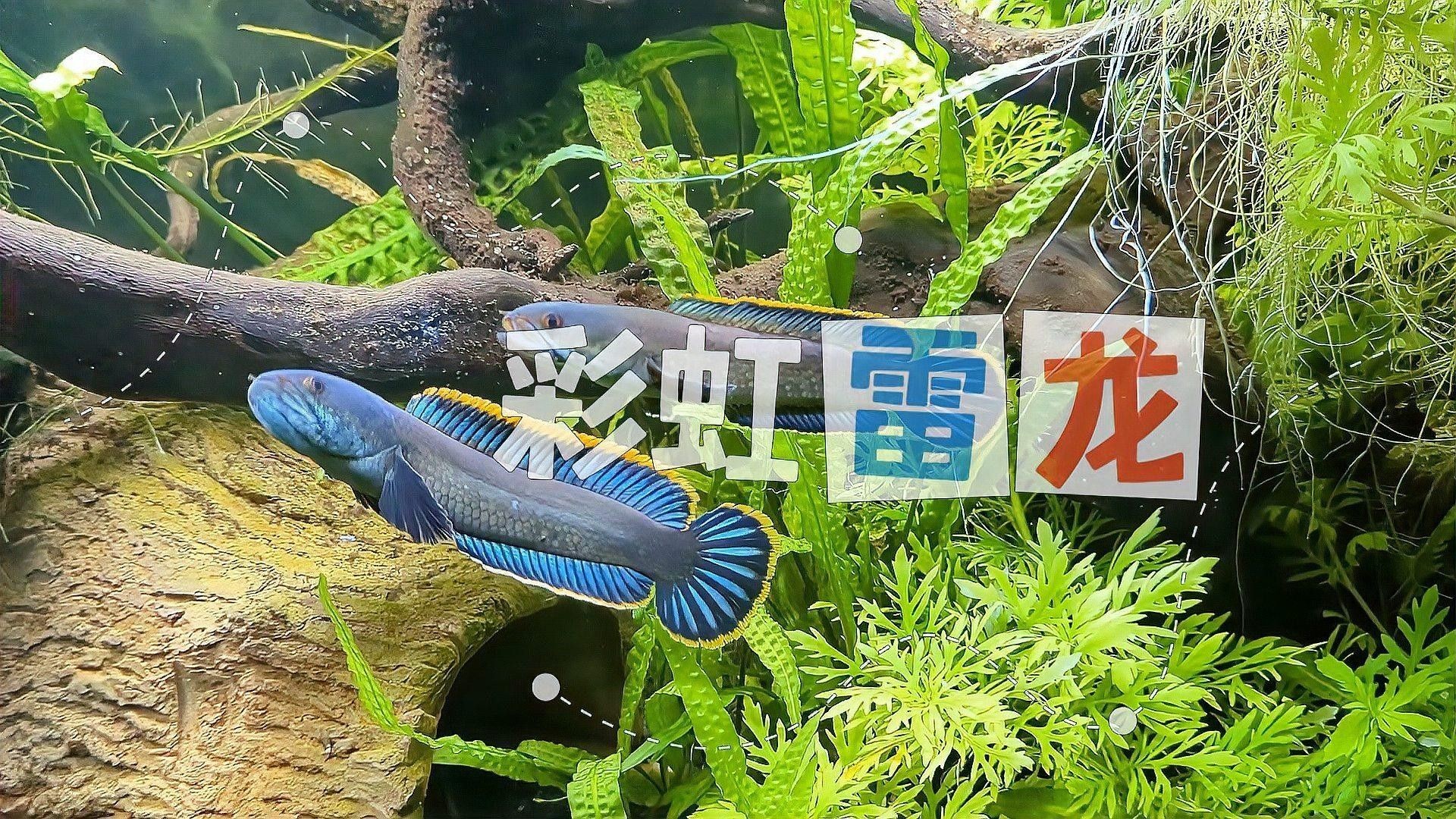 如何飼養(yǎng)彩虹雷龍中的稀有品種？（養(yǎng)魚說最全的雷龍品種介紹，彩虹雷龍怎么養(yǎng)小禾恬恬）