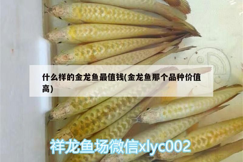 什么樣的金龍魚最值錢(金龍魚那個品種價值高)（什么樣的金龍魚最值錢）