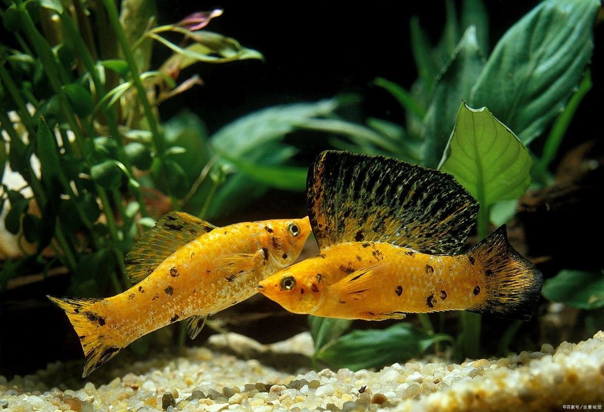 如何預防龍魚維生素A缺乏？（如何預防龍魚維生素a缺乏）