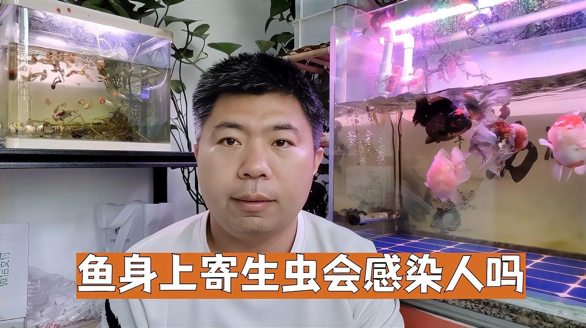 龍魚寄生蟲會(huì)傳染給人類嗎（魚寄生蟲會(huì)傳染給人類嗎）