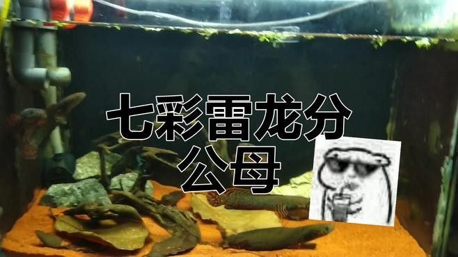 如何區分七彩雷龍魚的雌雄？