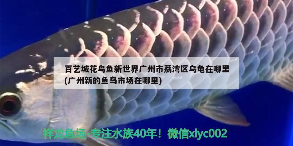百藝城花鳥魚新世界廣州市荔灣區烏龜在哪里(廣州新的魚鳥市場在哪里)（廣州市荔灣區烏龜在哪里，百藝城花鳥魚新世界）