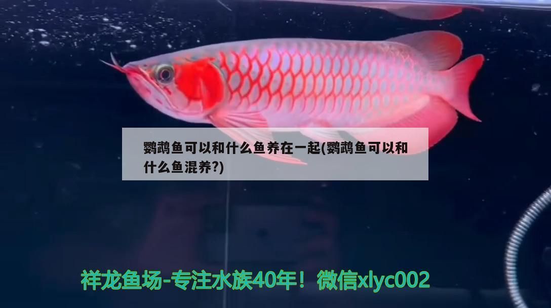泰國虎 鸚鵡魚可以和什么魚養(yǎng)在一起(鸚鵡魚可以和什么魚混養(yǎng)?)(鸚鵡魚可以和什么魚養(yǎng)在一起) 觀賞魚百科 鸚鵡魚可以和什么魚養(yǎng)在一起(鸚鵡魚可以和什么魚混養(yǎng)?)(鸚鵡魚可以和什么魚養(yǎng)在一起) 鸚鵡魚可以和什么魚養(yǎng)在一起(鸚鵡魚可以和什么魚混養(yǎng)?)(鸚鵡魚可以和什么魚養(yǎng)在一起) 觀賞魚百科