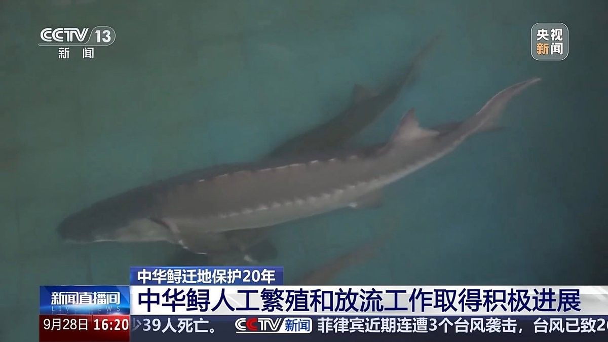 鱘龍魚放生后能存活嗎？（鱘龍魚放生后的存活率與科學評估環境條件與放生方式）