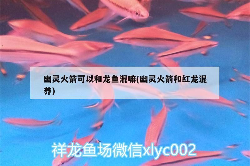 幽靈火箭可以和龍魚混嘛(幽靈火箭和紅龍混養)（幽靈火箭可以和什么魚一起養）