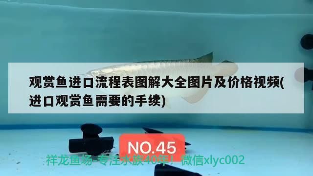 印尼觀賞魚進口價格多少一條啊視頻大全下載安裝(怎么從印尼進口觀賞魚)（世界上最貴的觀賞魚價格排名）