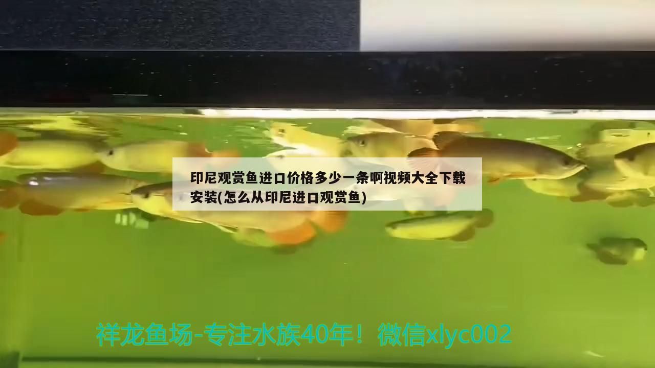 印尼觀賞魚進口價格多少一條啊視頻大全下載安裝(怎么從印尼進口觀賞魚)（世界上最貴的觀賞魚價格排名）