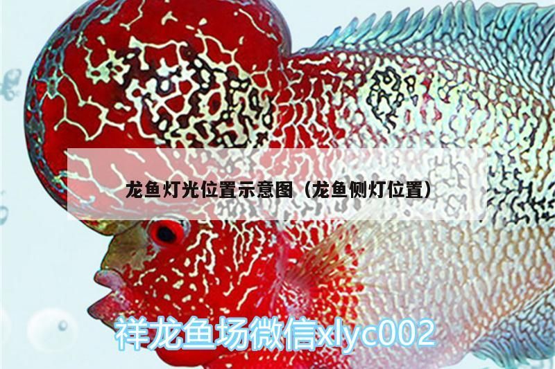 龍魚燈光位置示意圖（龍魚側燈位置）（龍魚光源的進階版：龍魚光源的進階版：日常養龍期間光源的使用）