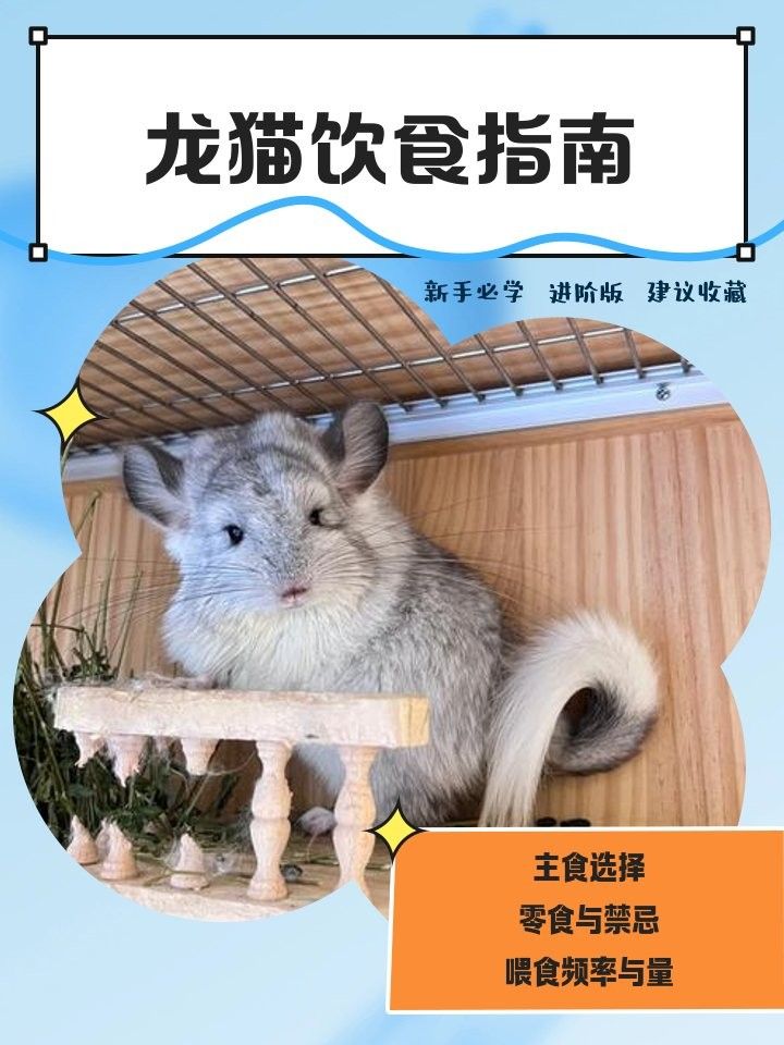 龍貓的食物有哪些？（龍貓吃什么食物）