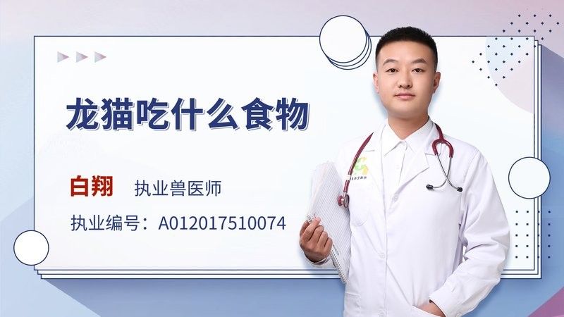 龍貓的食物有哪些？（龍貓吃什么食物）