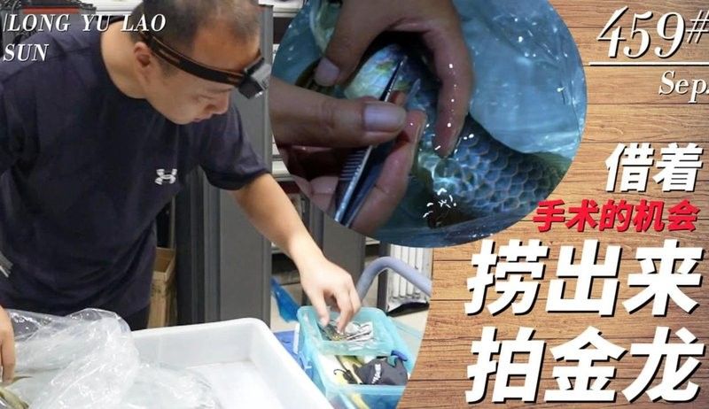 龍魚在線教育app官方下載最新版本更新內容（魚在線教育app最新版本更新內容包括以下幾個方面）