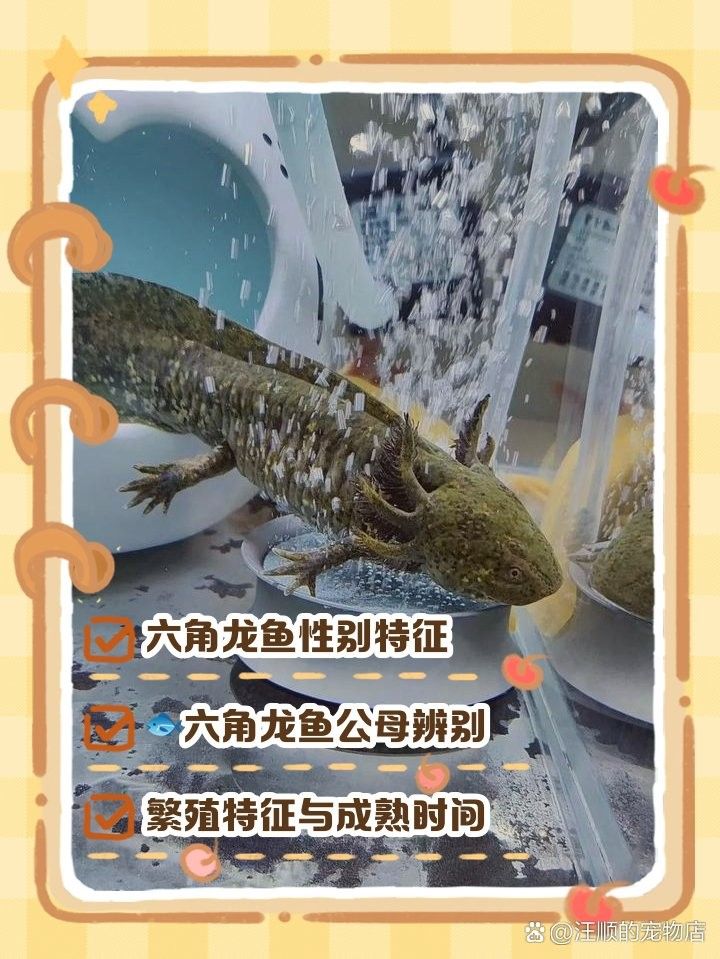 六角龍魚繁殖注意事項（六角恐龍魚繁殖指南寵物營養小課堂六角恐龍魚繁殖指南）
