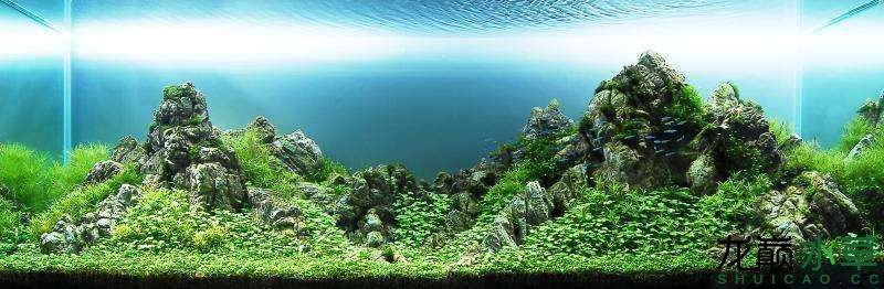 香港風格水草造景鑒賞（中國最發達的港口城市水草造景比賽上的水草造景作品）