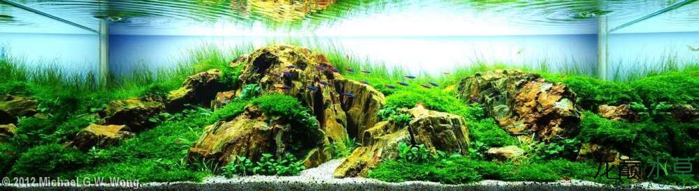 香港風格水草造景鑒賞（中國最發達的港口城市水草造景比賽上的水草造景作品）