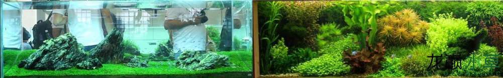 香港風格水草造景鑒賞（中國最發達的港口城市水草造景比賽上的水草造景作品）