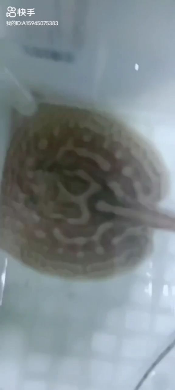 錦鯉魚缸養幾條好：養錦鯉幾條一缸最<strong><mark>吉利</mark></strong>（養錦鯉魚缸養幾條好，養幾條好）