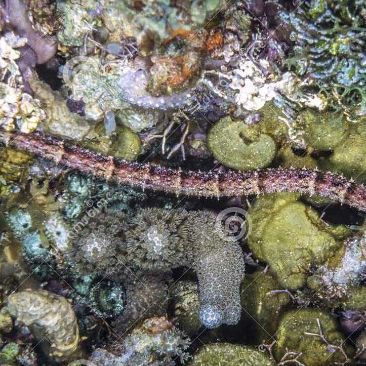 海龍魚有哪些種類（海龍魚是一類生活在海洋中的魚類，海龍魚的種類繁多） 海龍魚有哪些種類（海龍魚是一類生活在海洋中的魚類，海龍魚的種類繁多） 龍魚百科 第5張