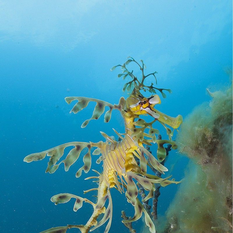 海龍魚有哪些種類（海龍魚是一類生活在海洋中的魚類，海龍魚的種類繁多） 海龍魚有哪些種類（海龍魚是一類生活在海洋中的魚類，海龍魚的種類繁多） 龍魚百科 第6張