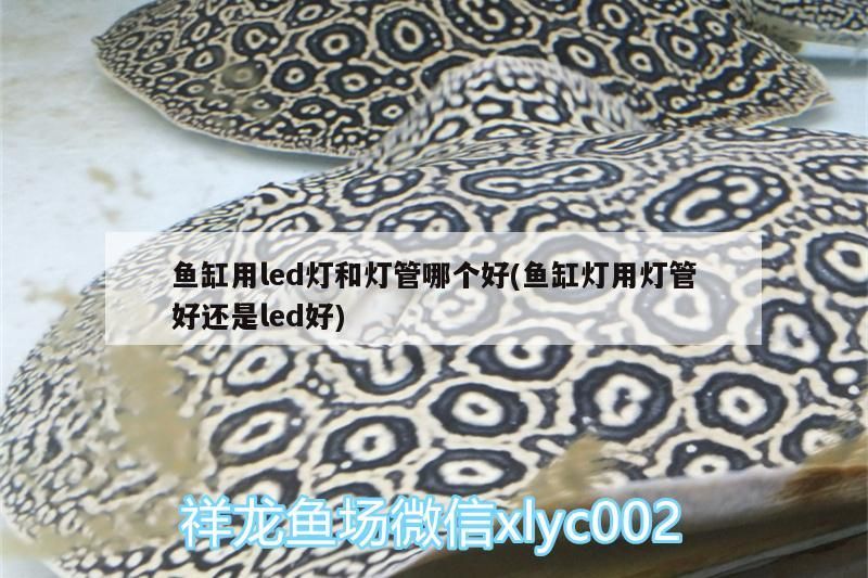 魚缸用led燈和燈管哪個好(魚缸燈用燈管好還是led好)（養(yǎng)魚用led燈和燈管哪個好）