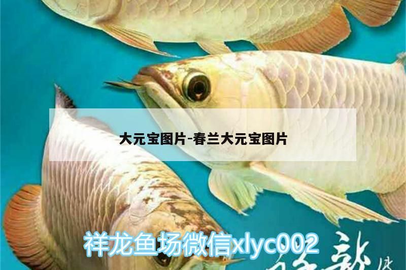 大元寶圖片:春蘭大元寶圖片