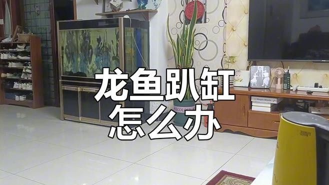 龍魚趴缸多久會死亡（關于龍魚趴缸問題） 龍魚趴缸多久會死亡（關于龍魚趴缸問題） 龍魚百科 第2張
