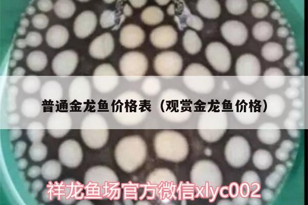 普通金龍魚價格表（觀賞金龍魚價格）