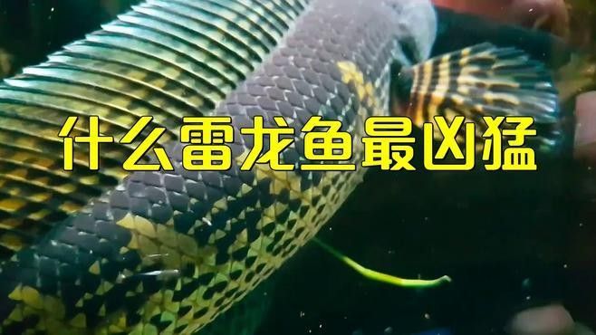 雷龍魚哪個品種最兇？（哪個品種的雷龍魚最兇猛？）