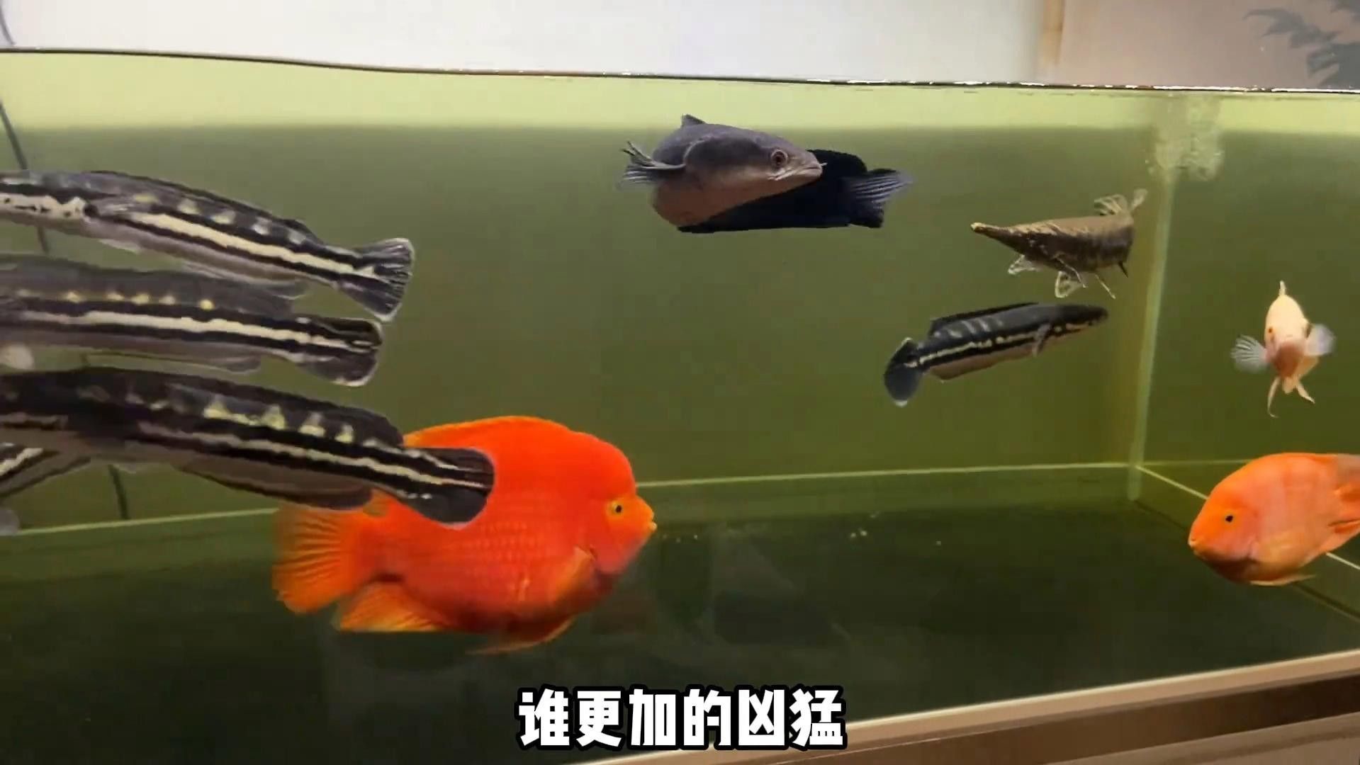 雷龍魚哪個品種最兇？（哪個品種的雷龍魚最兇猛？）