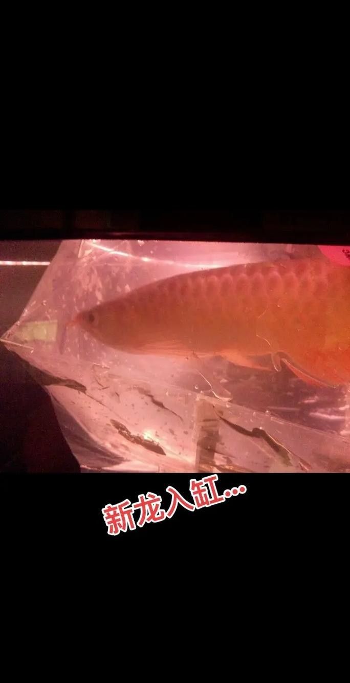 如何聯系印尼大湖HULU漁場聯盟（印尼大湖hulu漁場聯盟怎么聯系？）