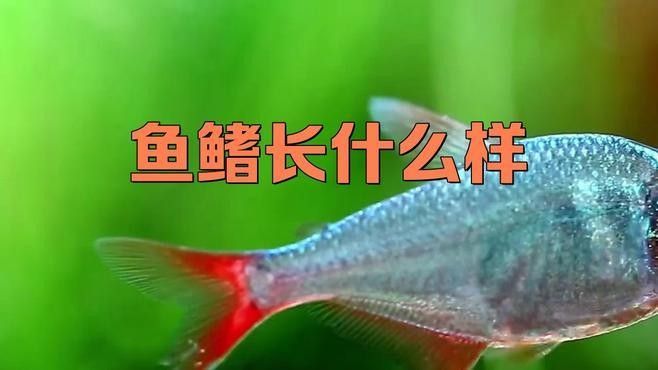龍魚鰭的形態(tài)有哪些？（龍魚的鰭部形態(tài)具有顯著特征）