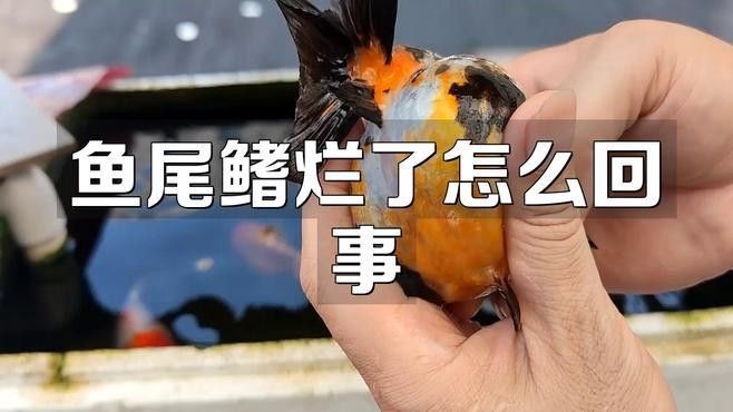 爛鰭病會傳染嗎？（爛鰭病傳染性爛鰭病如何預防和治療細菌性爛鰭病）