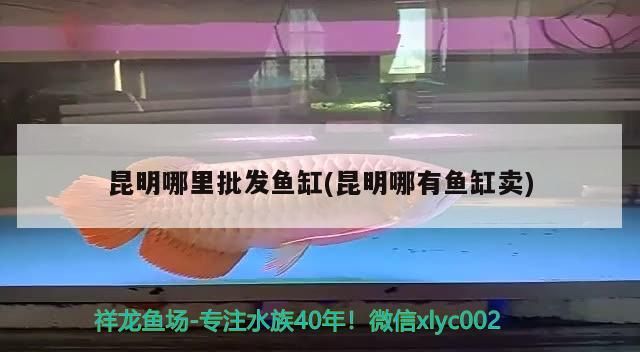 <strong><mark>昆明</mark></strong>哪里批發魚缸(<strong><mark>昆明</mark></strong>哪有魚缸賣)