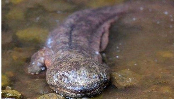 火龍魚公母比例是多少？（養(yǎng)魚說孔雀魚怎么搭配公母比例）