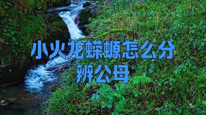 火龍魚公母比例是多少？（養(yǎng)魚說孔雀魚怎么搭配公母比例）