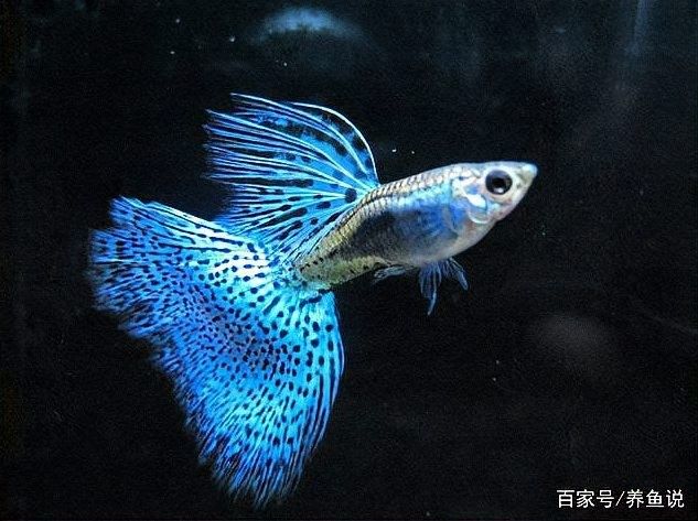 火龍魚公母比例是多少？（養(yǎng)魚說孔雀魚怎么搭配公母比例）