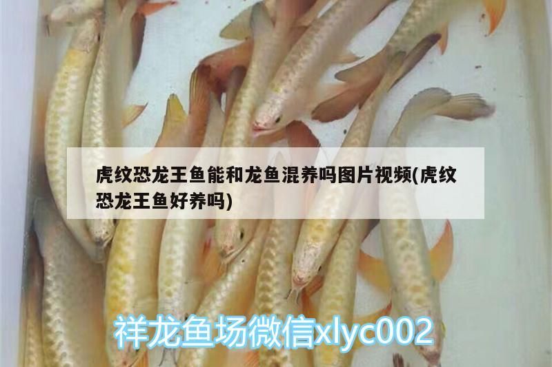 虎紋恐龍王魚能和龍魚混養(yǎng)嗎圖片視頻(虎紋恐龍王魚好養(yǎng)嗎)（虎紋恐龍王魚能和龍魚混養(yǎng)嗎）