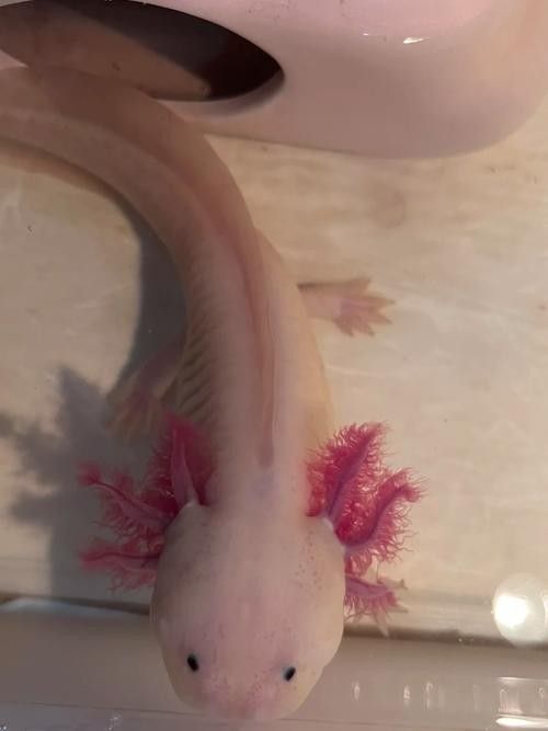 青島龍魚(yú)魚(yú)苗的品種有哪些