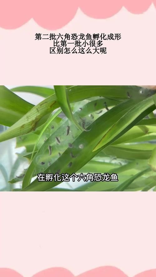 青島龍魚(yú)魚(yú)苗的品種有哪些