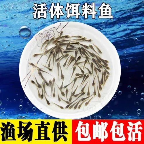 青島龍魚(yú)魚(yú)苗的品種有哪些